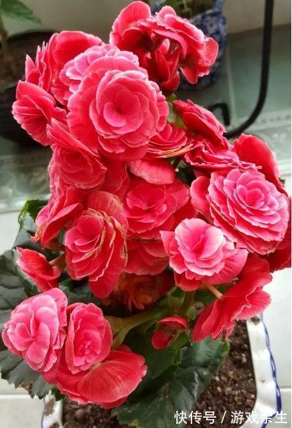 适合立冬节气种植的几种绿植,花开富贵鸿运当头,有钱人家都在养