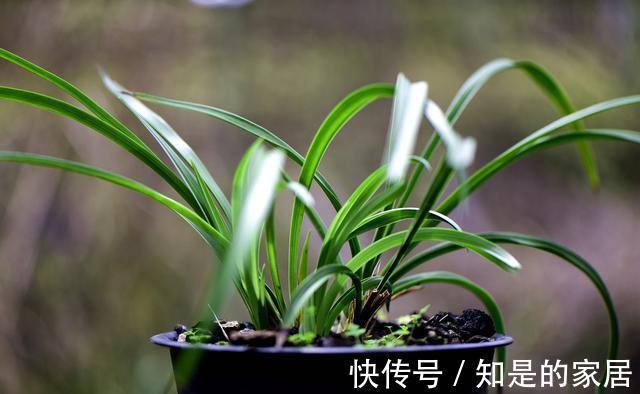 花盆|养兰花不会施肥怎么办?专为新手定制的技巧,不施肥养兰法