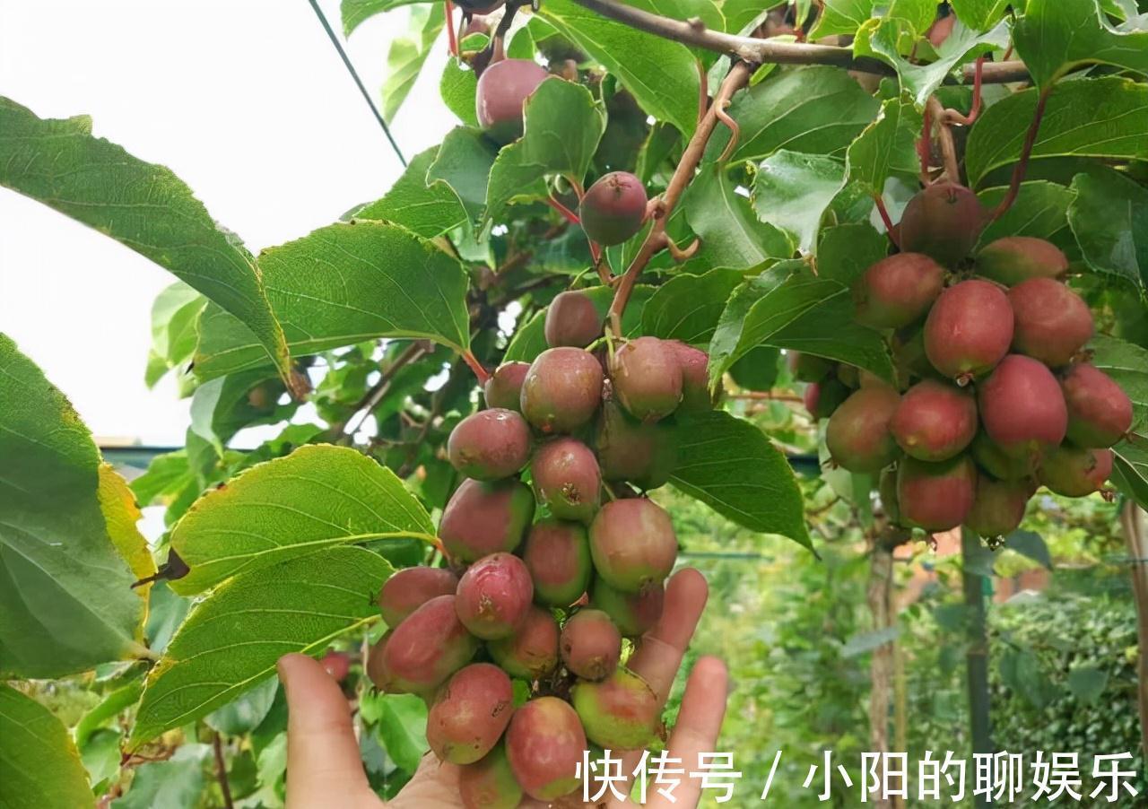 软枣猕猴桃|建议大家，家乡若有这种果树，就保护起来吧，别让人随意采摘