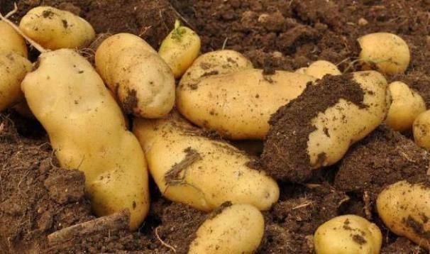 绿原酸|土豆和它是天生的“敌人”,不能一起食用,记得告诉家里人