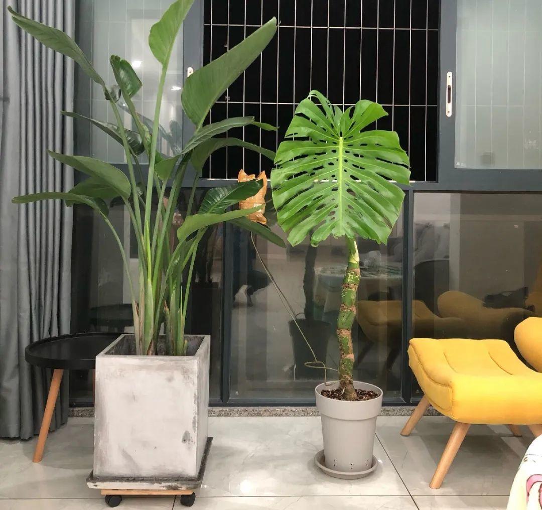 茉莉花扦插有机关，砍这一段枝条，插土里3天就活！