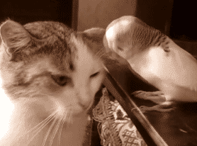 |搞笑动图：快乐跳舞的小家伙，萌萌哒！