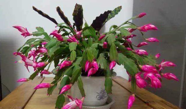 养好蟹爪兰,“1点”很关键,“浇水”不发愁,叶片肥厚开满花