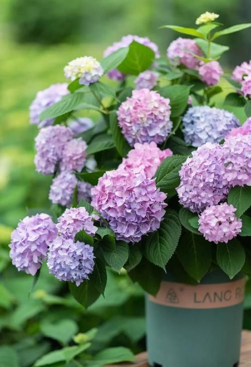 这份让春季花园“爆花”的清单你收藏一下吧！