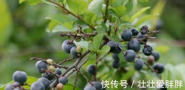 树苗|这野果吃一口忘不了,一口苦,二口酸,三口回甘,药食两用价值高!