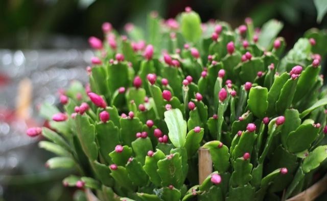 学会|蟹爪兰别放3处养,花量打折扣,学会换位置,收获不一样