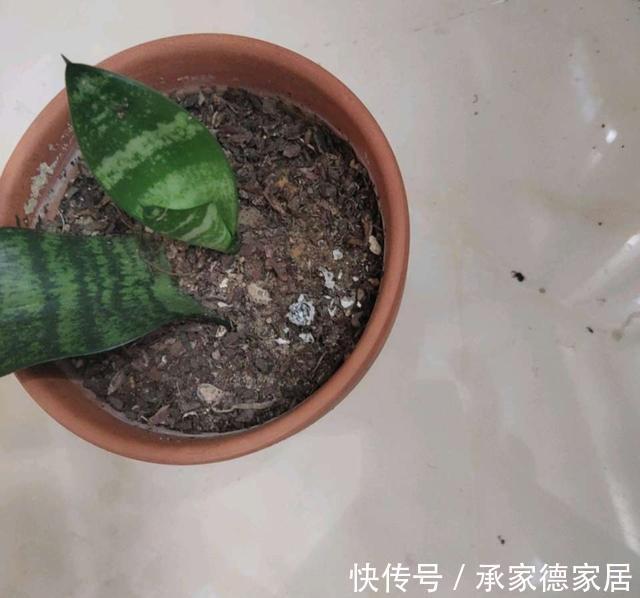 繁殖|天凉了,家里养花,准备开始玩扦插了,一棵变十棵,真有趣