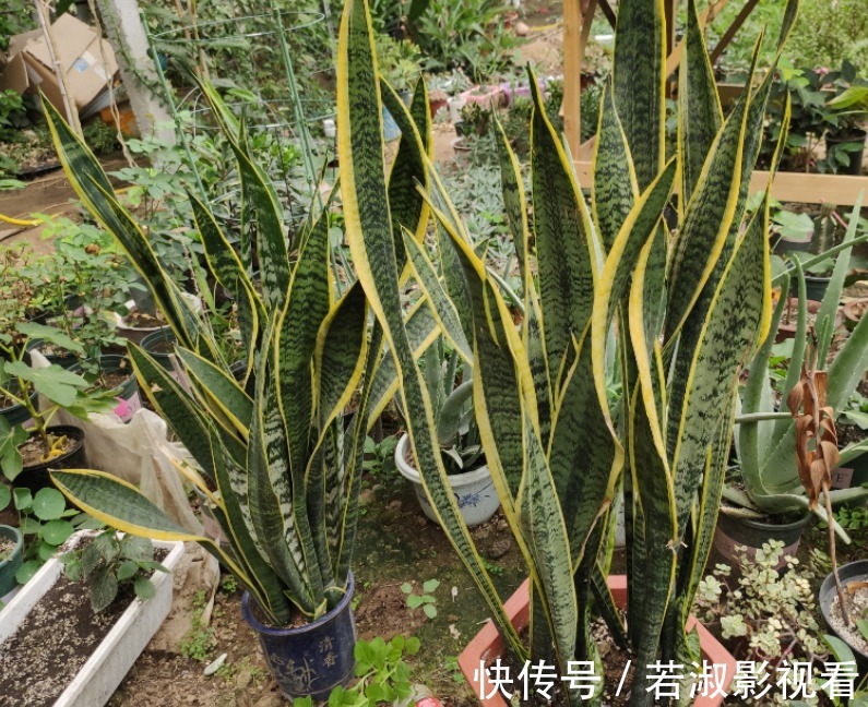 天一转凉，虎皮兰就饿了？常用它喂喂，补营养，盆栽呼呼出新芽