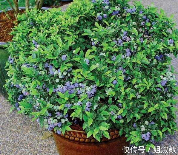 桑科榕属|喜欢养花，不如养会结果的盆栽，3种盆栽养一盆吃一年