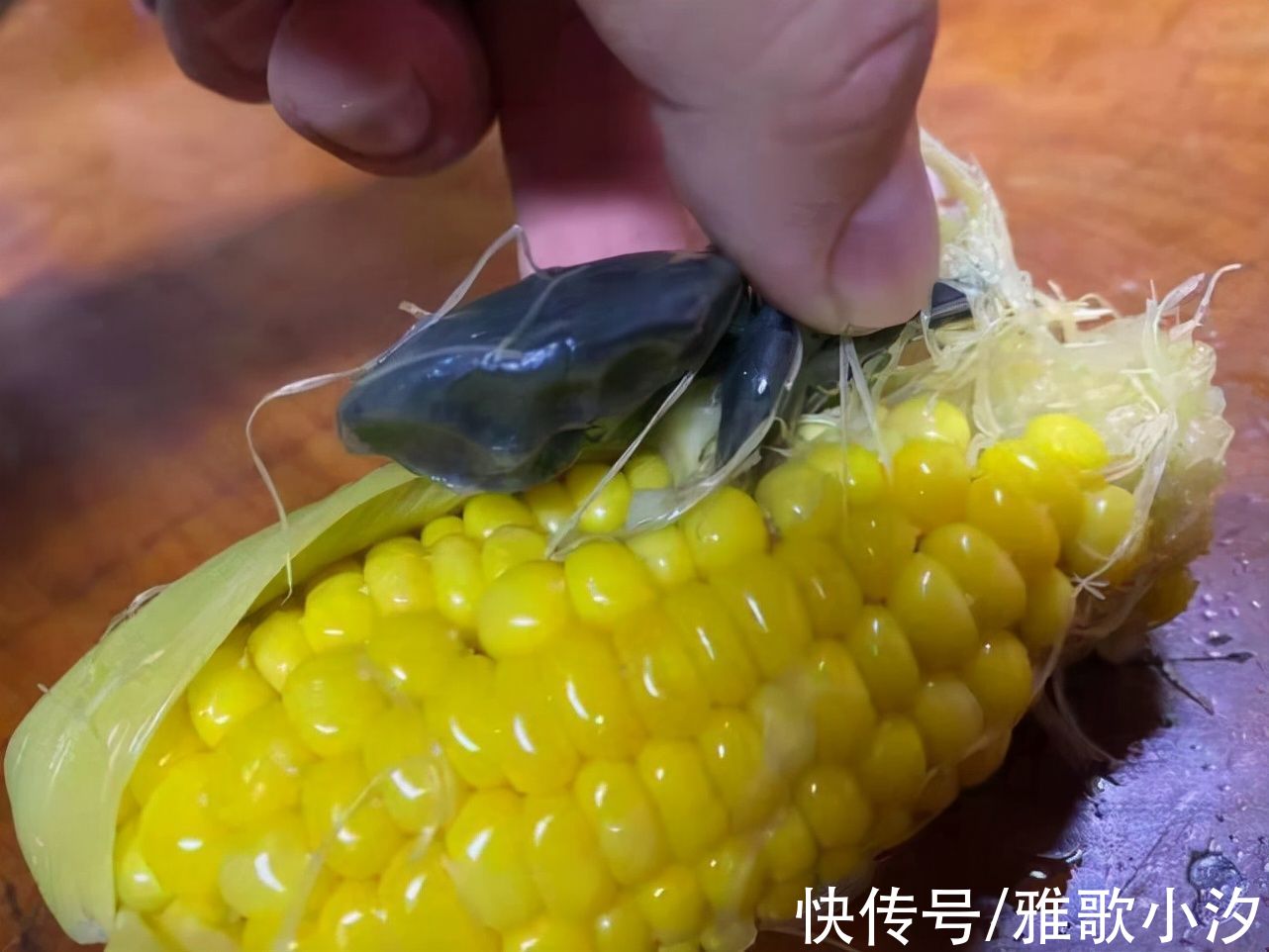 以为是青蛙!他打开玉米惊见“黑色物体”,内行网友:是“松露”