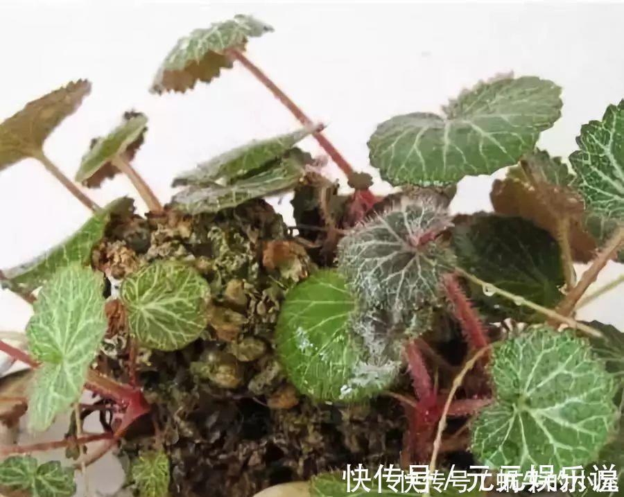 二氧化碳|家里养这12种“吸毒”绿植,净化空气,老人小孩少生病