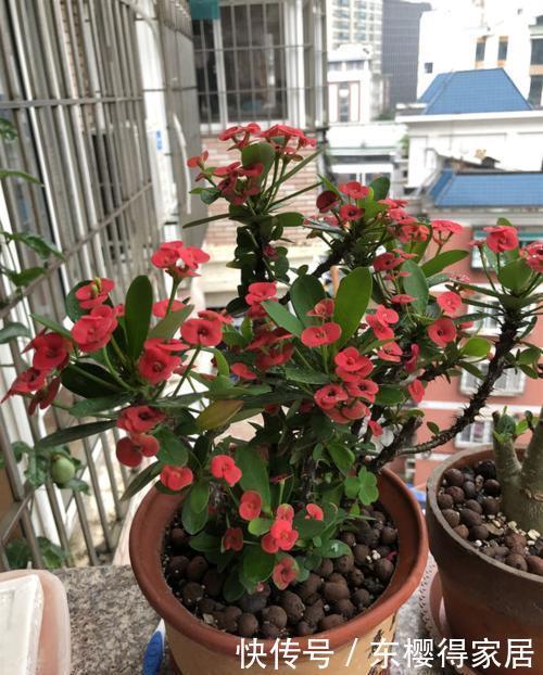 浇水|天热后，5种花适合“穷养”，用小盆少浇水，花朵会更多