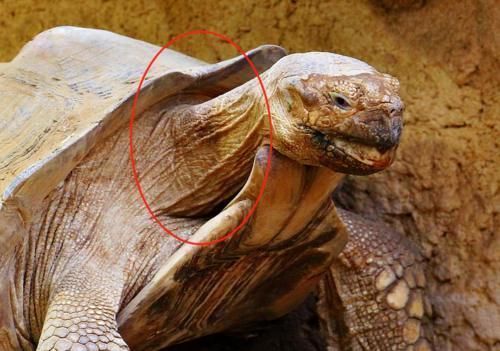 天鹅|“长颈鹿宝宝”火了,生下来就有天鹅颈,网友:以后考试方便了