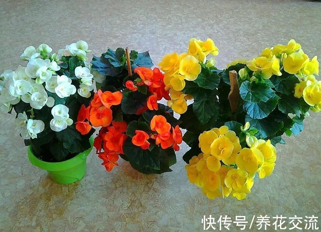 室内|15种可以在窗台上开花灿烂的室内盆栽,有散射光就能正常开花