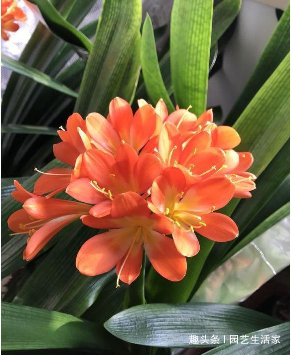 君子兰|君子兰盆里加点它,养10年都不烂根,一个月开花爆盆不是问题!
