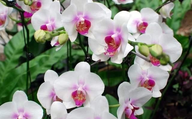 砰砰|在冬天,北阳台也能养花,这6种花耐阴又抗冻,还能砰砰开花