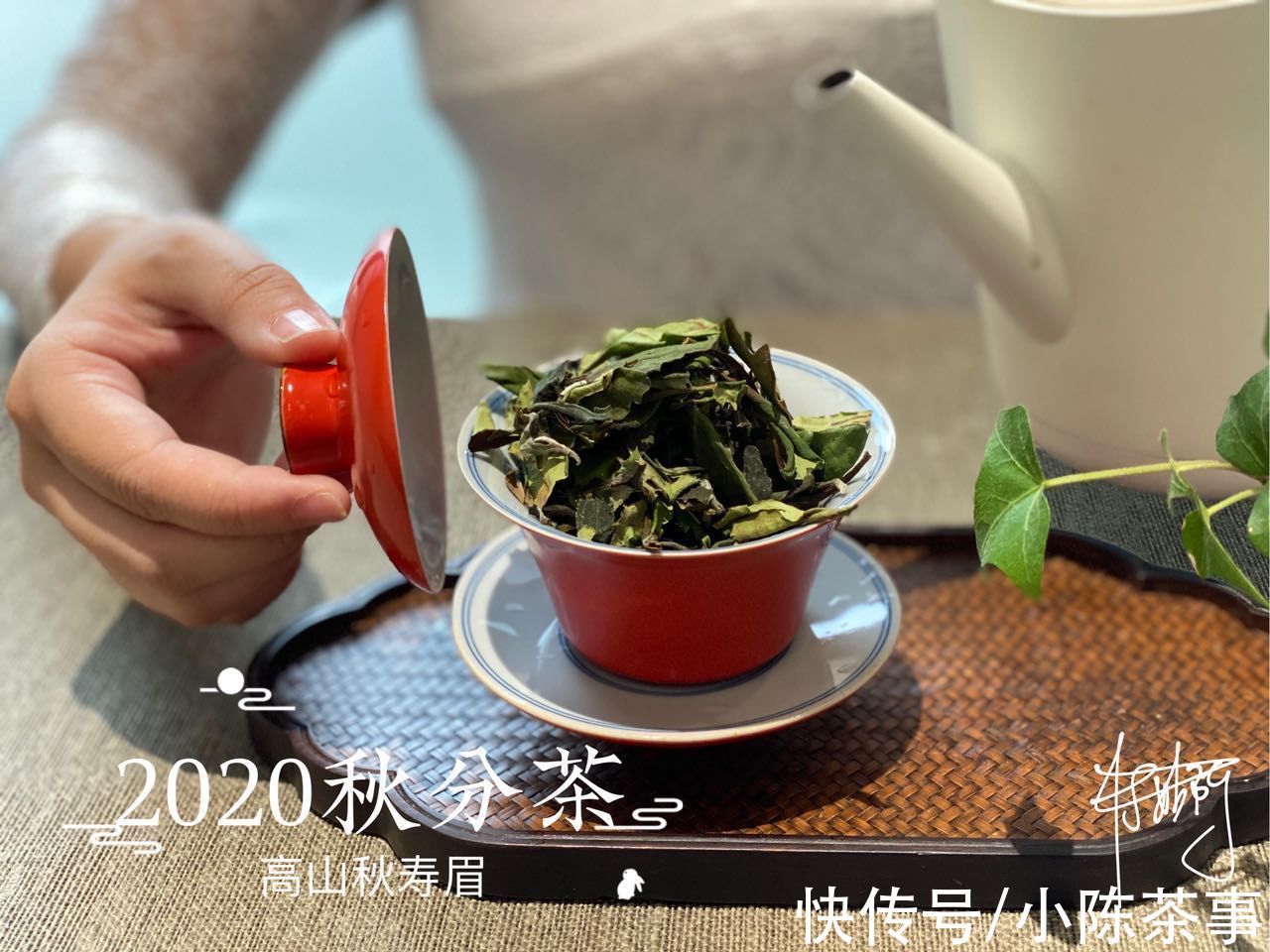 寿眉散茶#购买白茶选散茶，还是饼茶？从3个角度出发，看完再做决定也不迟