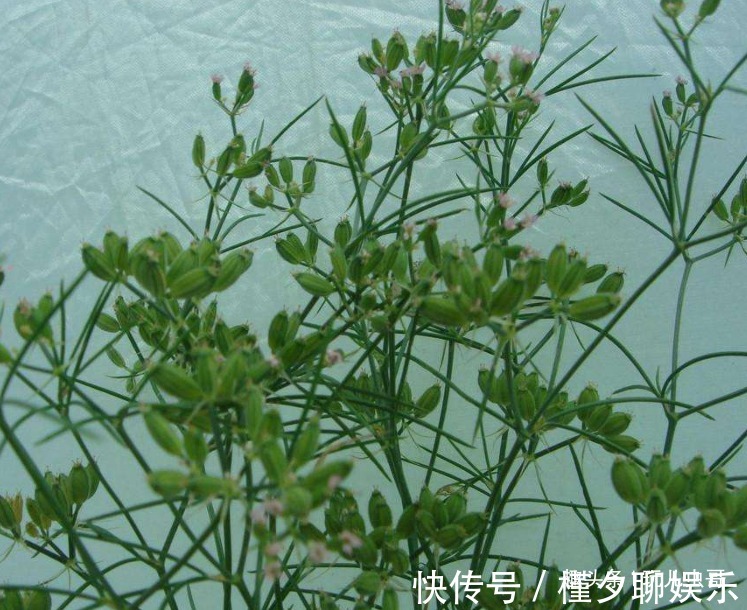 田间|孜然祛寒除湿,杀菌抑菌,植物孜然种植四要点,收获高品质孜然来