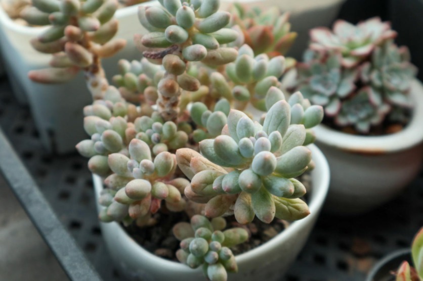 多肉植物|多肉别再扦插了,用这方法简单又高效,一盆变多盆!