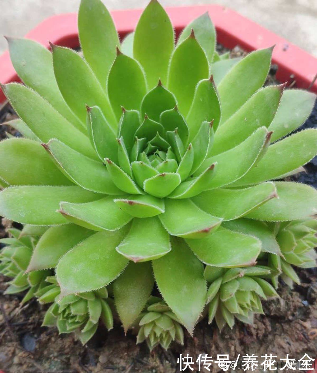 观音莲|多肉“摊大饼”，解决这3点，叶片挺拔还肥大