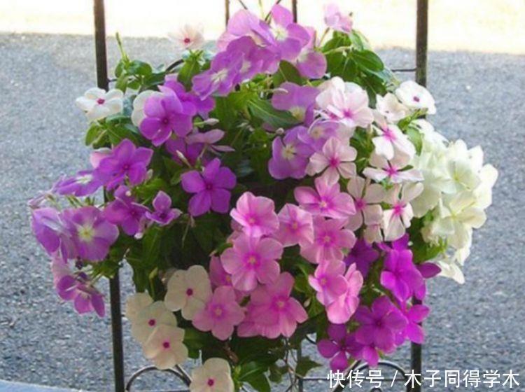 4种花便宜又好看,开花漂亮花期长,好养又漂亮