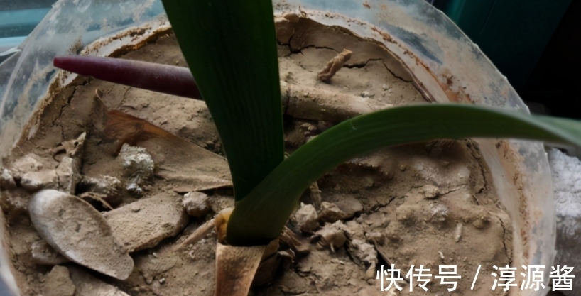 花卉|花土中长“白霜”,是因为这3方面出问题,请快速“对症解决”