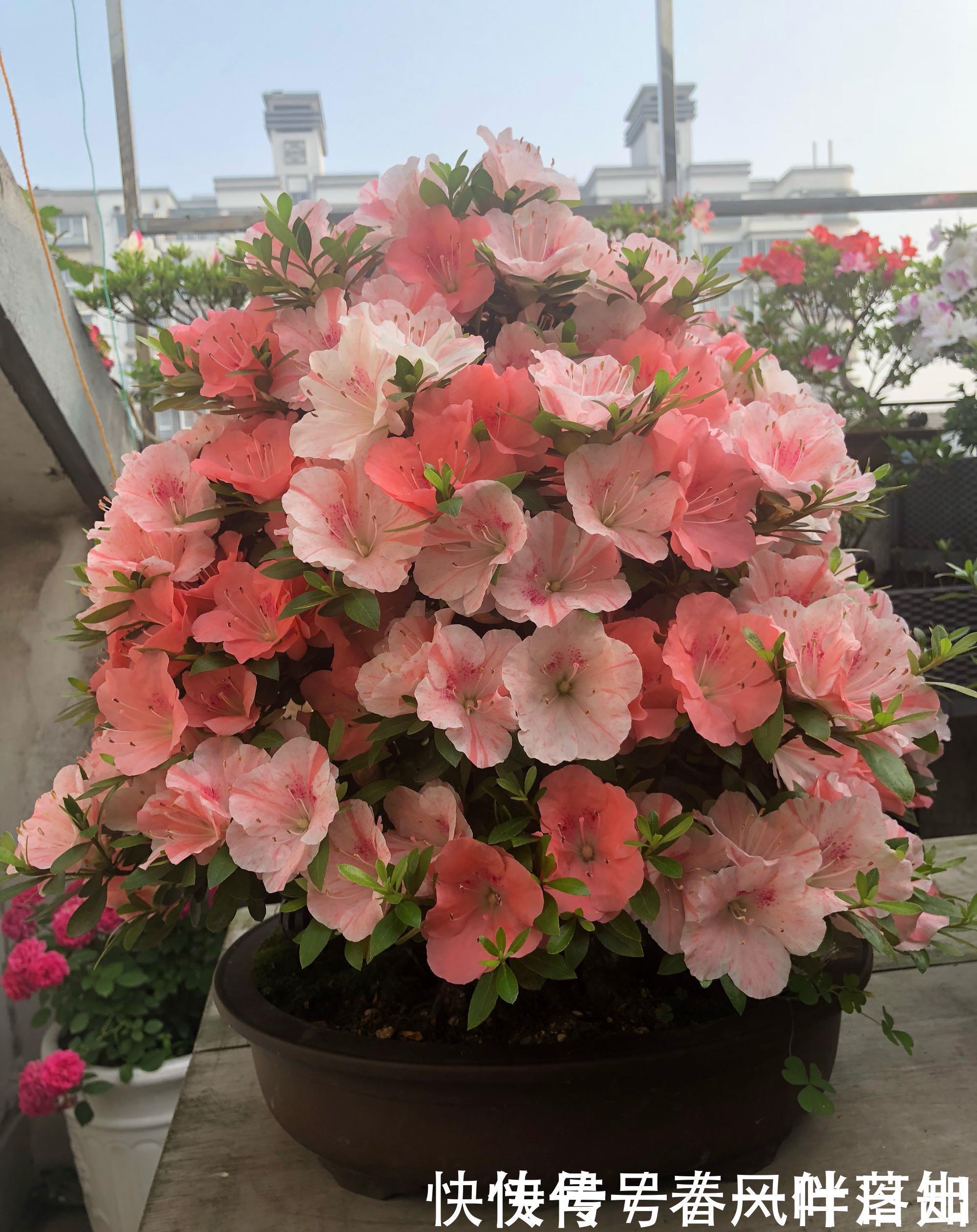 一花多色|中国十大名花之一,四季开花,观赏价值高,一花多色,漂亮又芳香