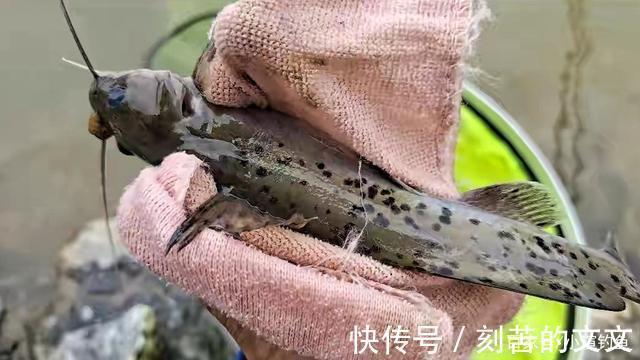 国内钓到这些“牢底坐穿鱼”,务必放生,每年都有人误钓它们被抓