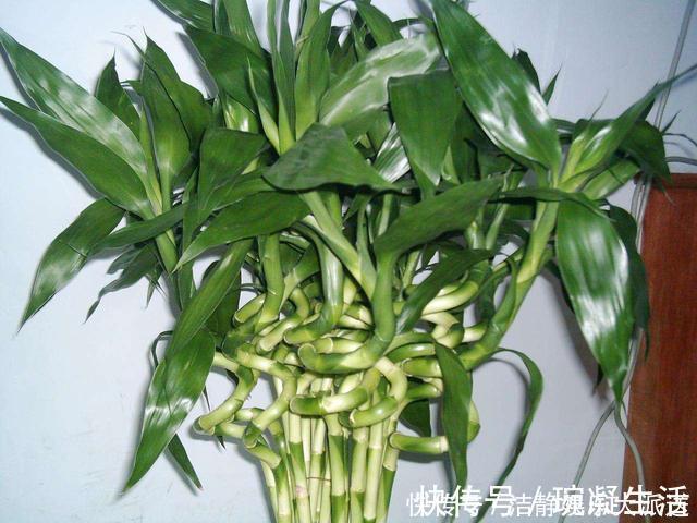 家里摆上10种花，越来越兴旺、发达，个个都是“吉祥”花