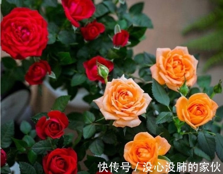 几种花很适合阳台养，花香四溢，花朵烂漫迷人，开花一簇簇