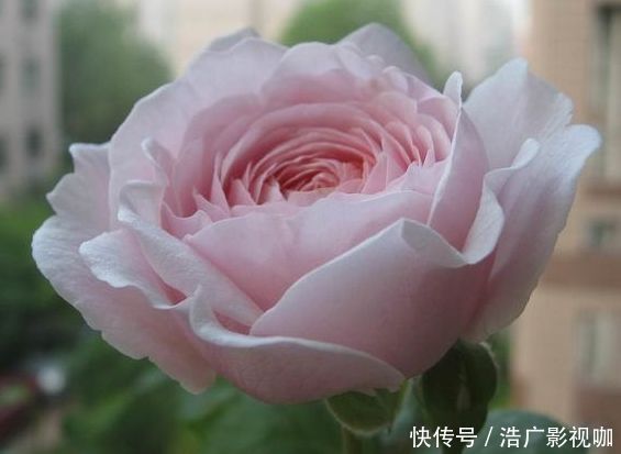 裙摆|喜欢牡丹,不如养“高档玫瑰”红羽,美艳如少女裙摆,灵动可爱