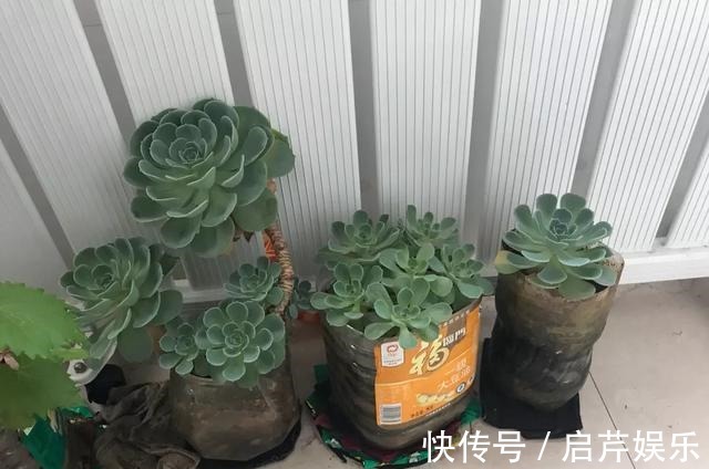 s只要家里有油桶,就不用花钱买花盆!多肉种在油桶里,叶子胖嘟嘟