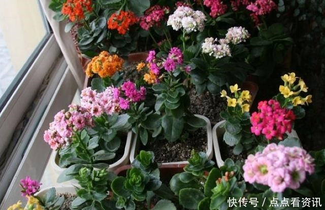 盆栽长寿花,该做哪些准备迎接夏季3点做到位,花期又长一些