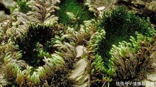 被称为“九死还魂草”的植物,干枯后遇水也能活,是美容消炎佳品