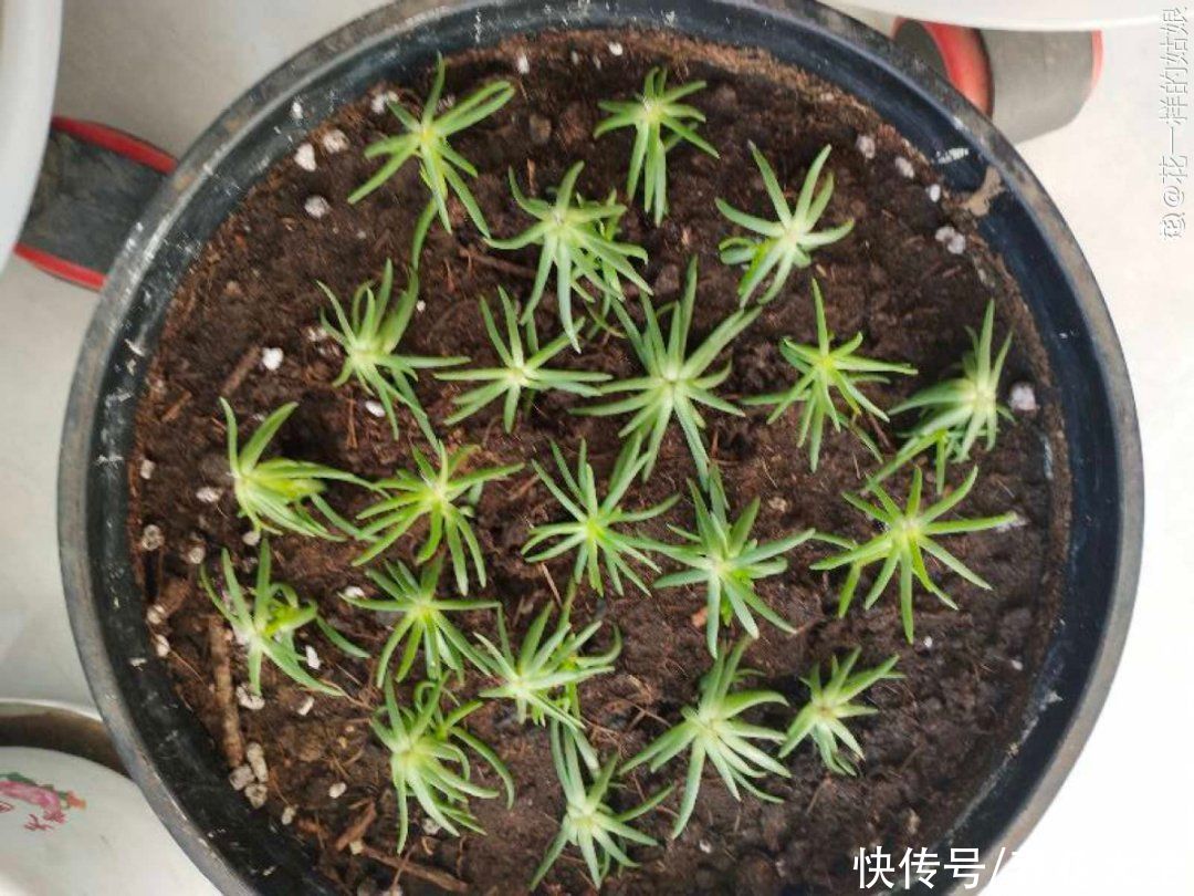 7种“剃头花”，正月下剪刀，下个月就爆盆