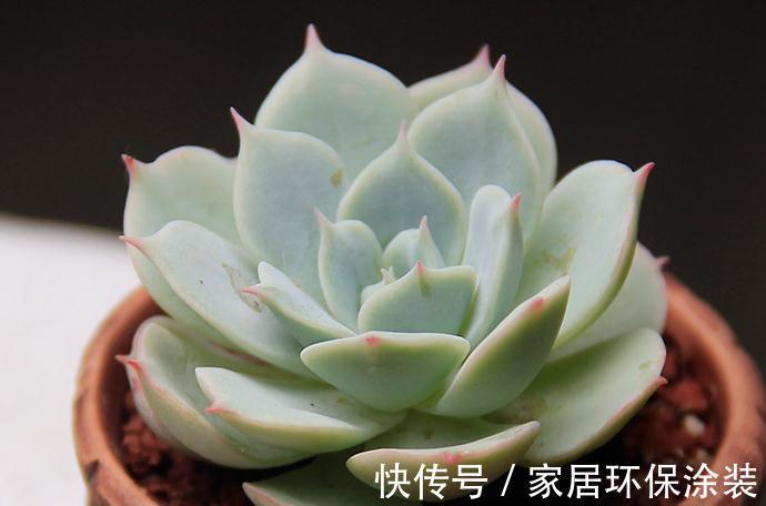 童话里走出来的多肉,就是你的王子,你细细体会