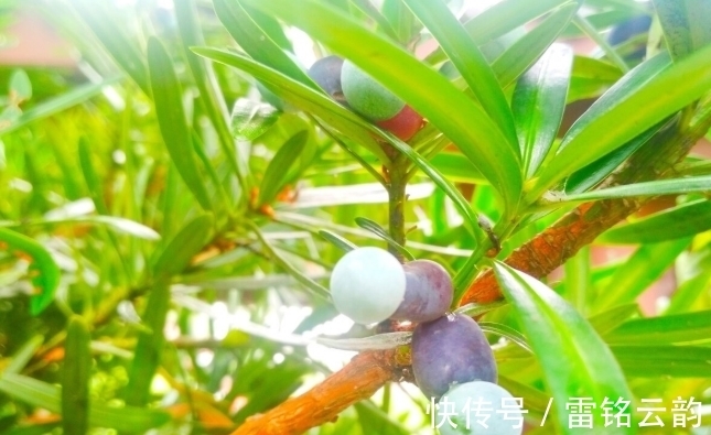 院子里种4种树,注意辨别“公母”,选错了只开花不结果