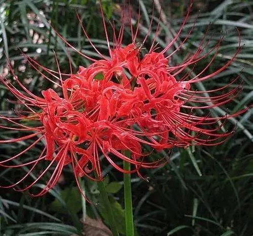 春节养花避开这四种,一点都不吉利,越养越不顺