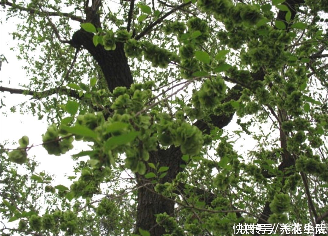 罗汉松|家中有院子,就栽6种吉祥树,寓意好,观赏性强