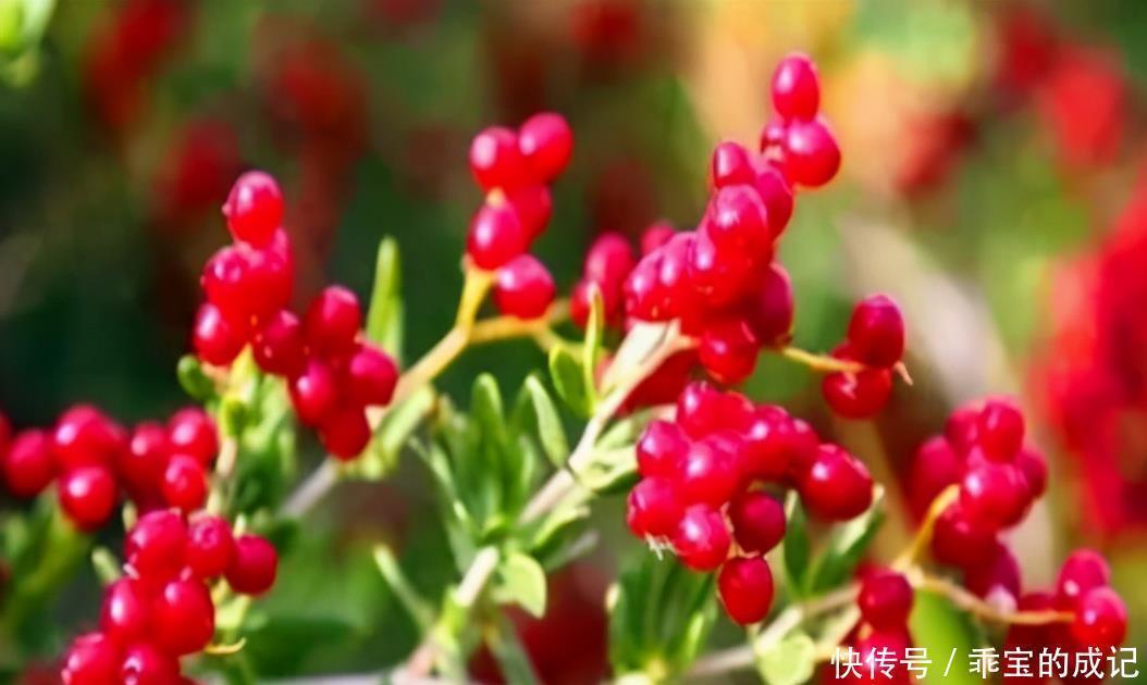 40岁的女性老的快,不妨多吃3种食物,淡化皱纹、抵抗衰老