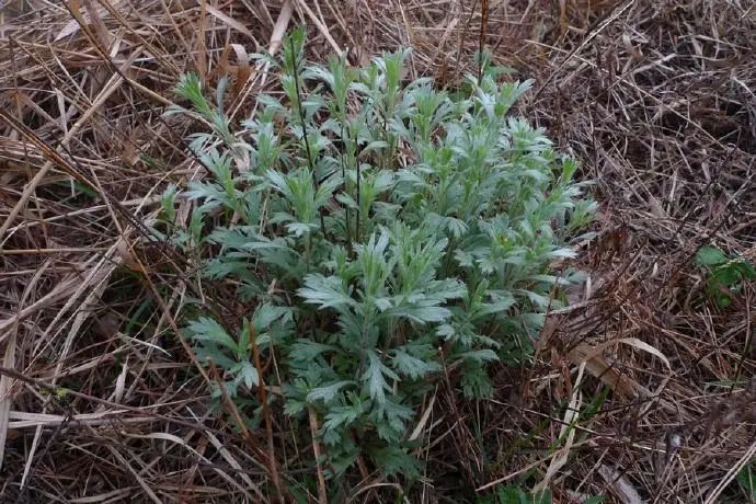 草药|一种草药根，用来泡水喝，健脾祛湿、体虚乏力、头痛风湿痛都管用