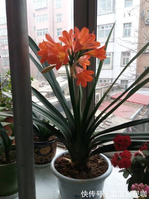 君子兰|太棘手!君子兰碰上烂心烂叶怎么办没想到剪一刀还能救回来