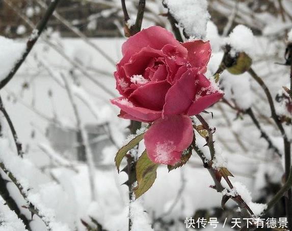 叶片|月季养不活?教你避开种死月季的五个陷阱,不走弯路做月季大神