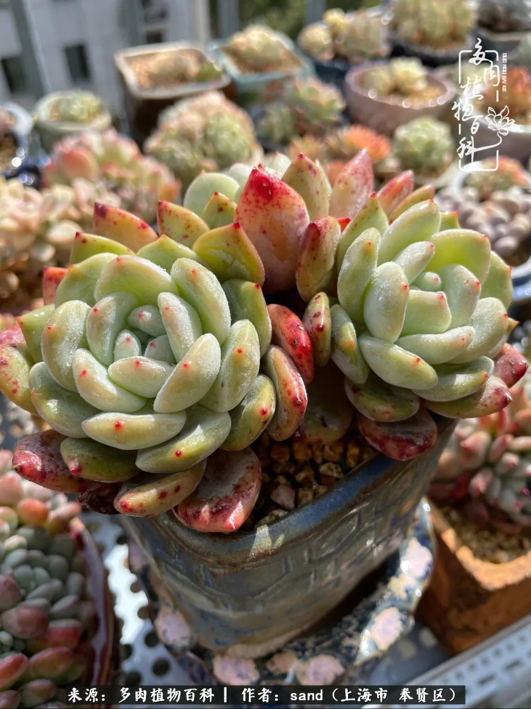 带着200多盆多肉,三个月搬两次家,是一种怎样的体验