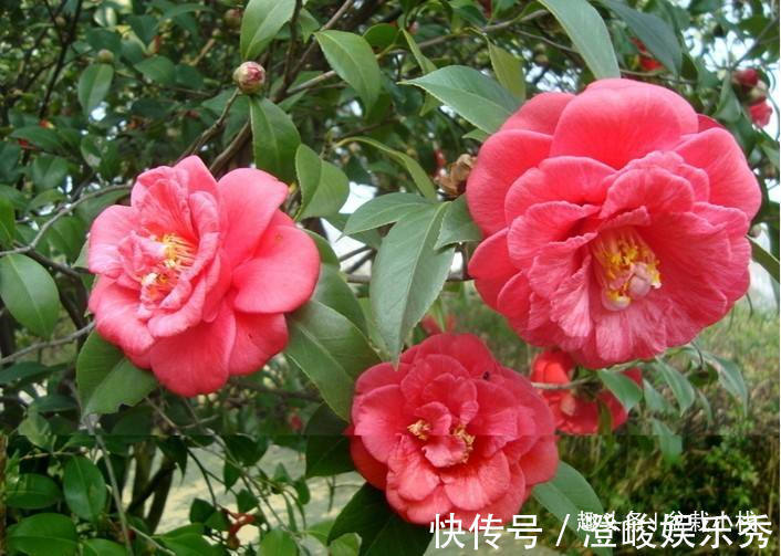 1种花，比玫瑰漂亮，比君子兰秀气，春天正适合养