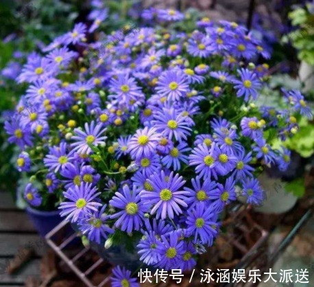 红晕|养花就养妖艳的，花瓣红晕湿透，心有猛虎嗅蔷薇，养在家中极美！