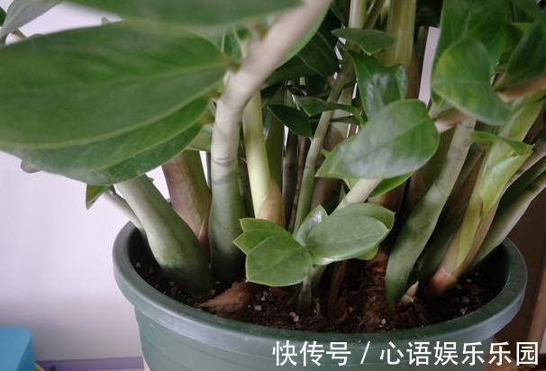 补充水分|这些镇宅盆景摆放在客厅,可让人身心愉悦,最受富人青睐