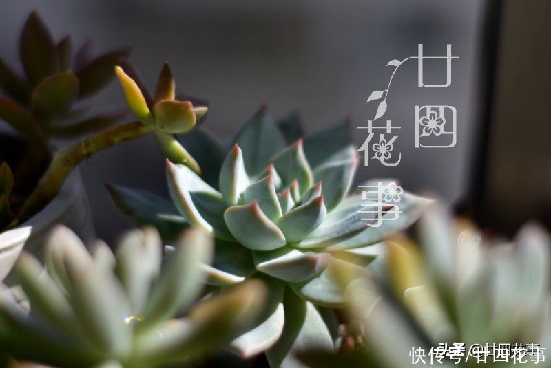 秋天|处暑过后，给多肉植物做件事，让它在秋天心无旁驽，专心变美