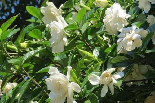  呼呼|发财树、栀子、茉莉、月季，冬季剪剪，春天才能呼呼冒花芽