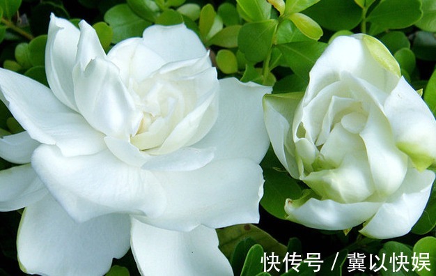 喜欢养花,不如养盆栀子花,光照越强,开花越旺,花色艳丽美美的